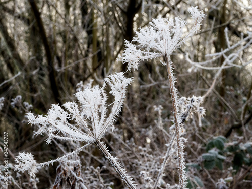 Close up of ice crystals on a Wild Parsley plant