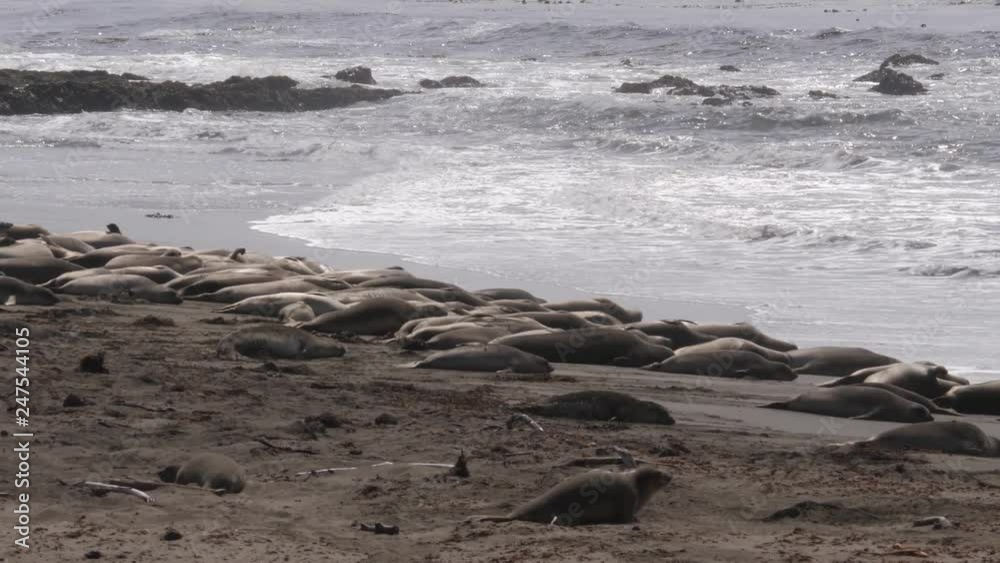 Elephant seals on the beach, Piedras Blancas, San Simeon, California, USA Elephant seals on the beach, Piedras Blancas, San Simeon, California, USA