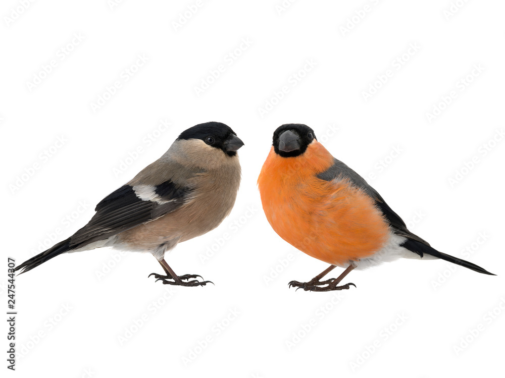 Naklejka premium male and female bullfinch on a white
