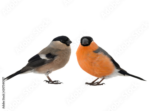 male and female bullfinch on a white © fotomaster