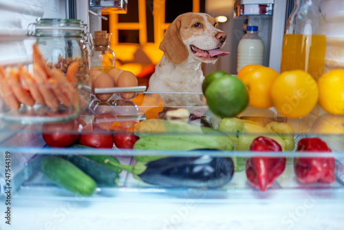 Dog stealing food from fridge. Picture taken from the inside of fridge.