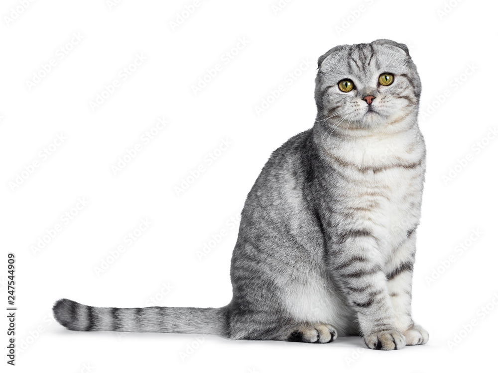 Cute young silver tabby Scottish Fold cat kitten sitting side ways straight up looking at camera with yellow eyes. Isolated on a white Tail beside body. Stock-bilde | Adobe Stock