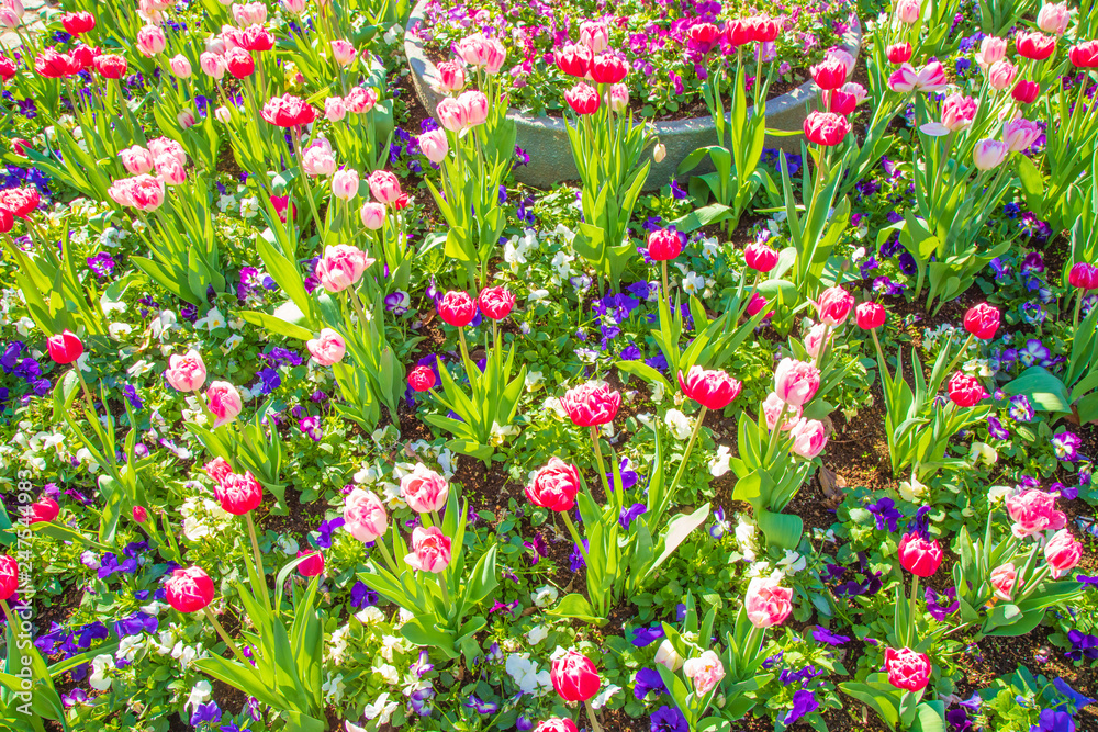 チューリップ 花 チューリップ 花