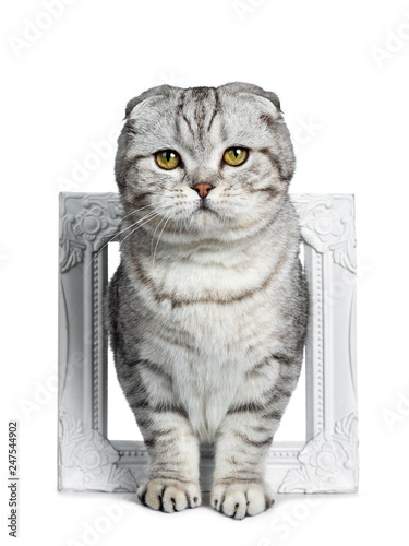 Cute young silver tabby Scottish Fold kitten standing facing front through photo looking at camera with yellow eyes. Isolated on a white background. | Adobe Stock