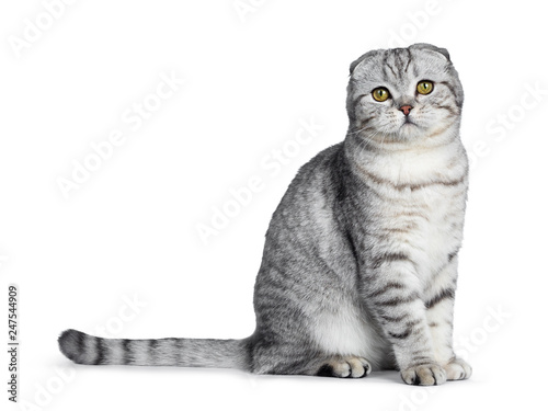 Cute young silver tabby Scottish Fold cat kitten sitting side ways straight up looking at camera with yellow eyes. Isolated on a white background. Tail beside body.