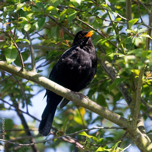Blackbird Singing in Tree