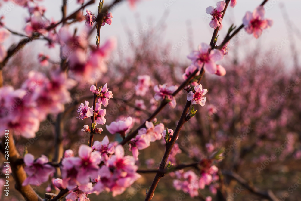Blossoming cherry trees under sunset light in french Drome region. Blossoming cherry trees under sunset light in french Drome region.