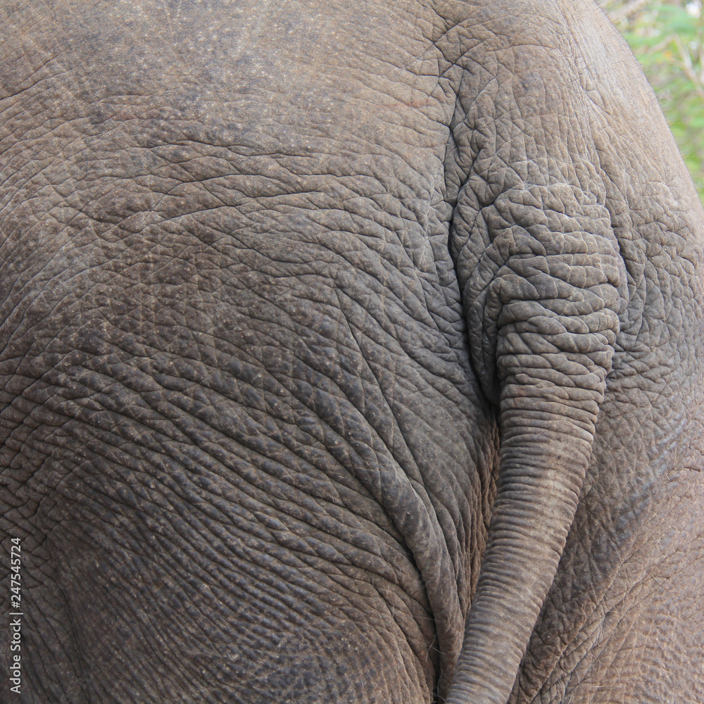 Fototapeta premium An elephant's ass, closeup