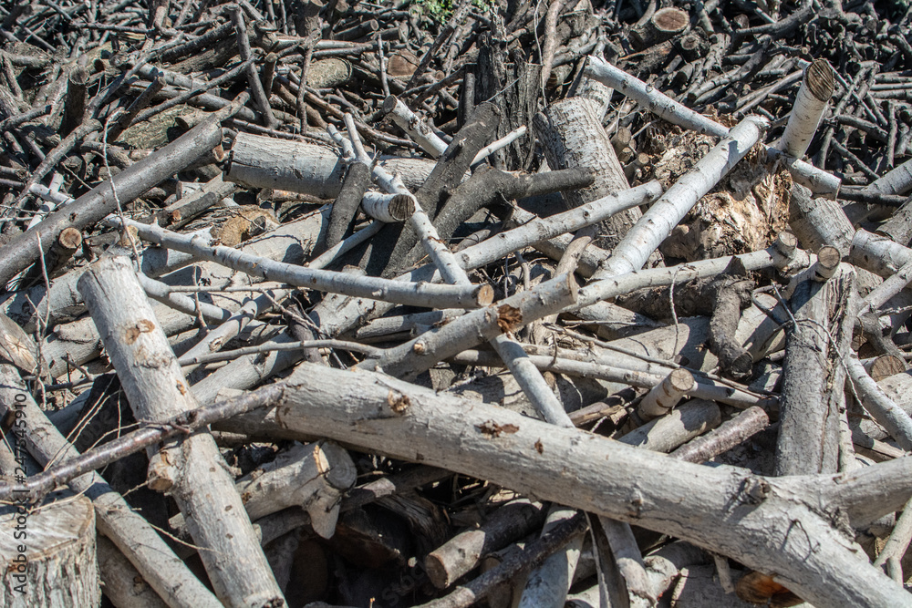 Pile of tree branch, wood stick Pile of tree branch, wood stick