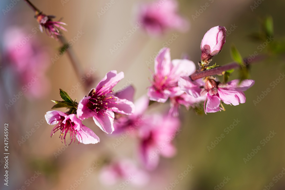 Top view of the pink cherry flowers and burgeons under day light. Top view of the pink cherry flowers and burgeons under day light.