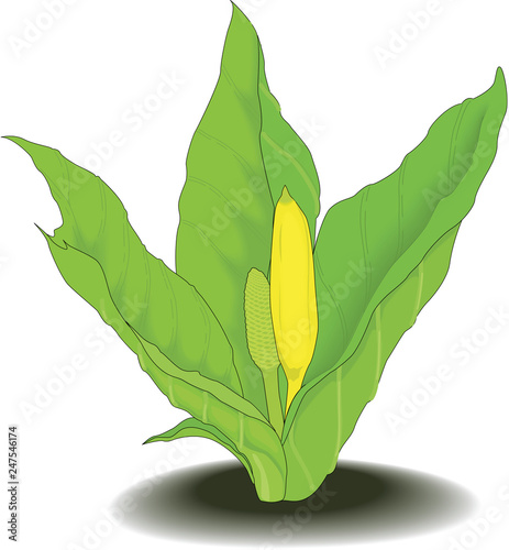 Skunk Cabbage Vector Illustration