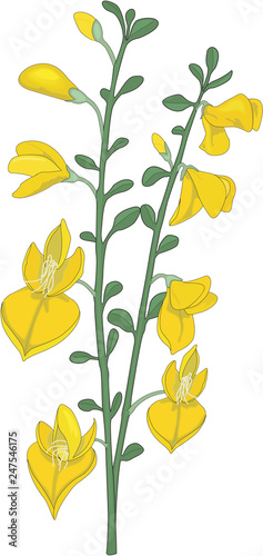 Scotch Broom Vector Illustration