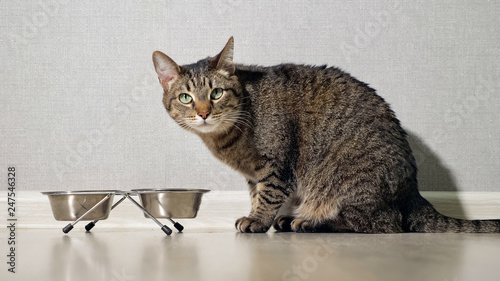 cat eating food from bowl and looking at camera, close up