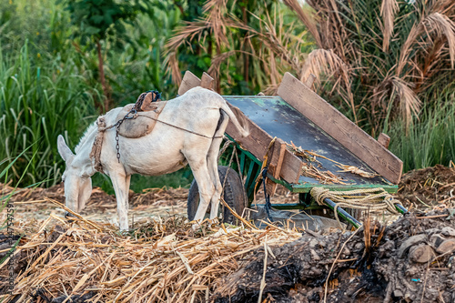 donkey with a cart caresses and eats grass near a field with a rope photo