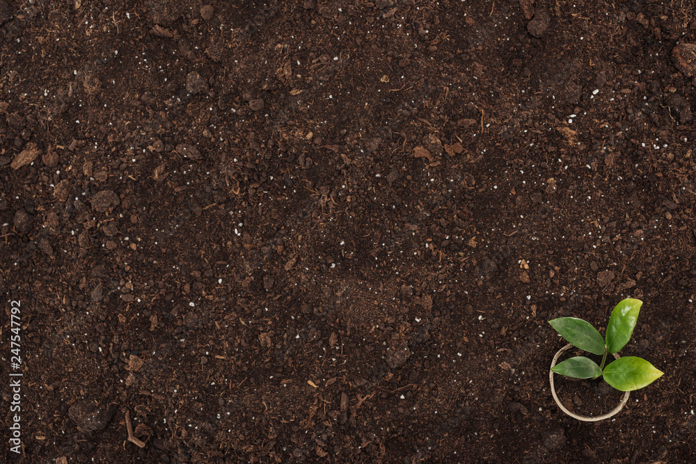 top view of pot with small plant with green leaves, protecting nature concept top view of pot with small plant with green leaves, protecting nature concept