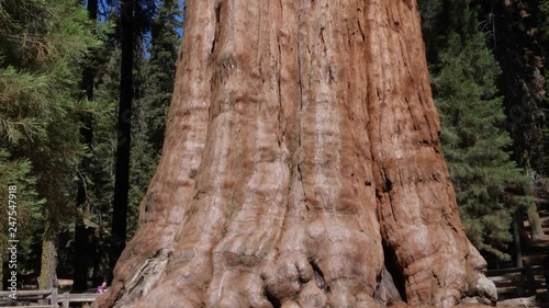 General Sherman - The biggest tree in the world, Sequoia Park, California, USA