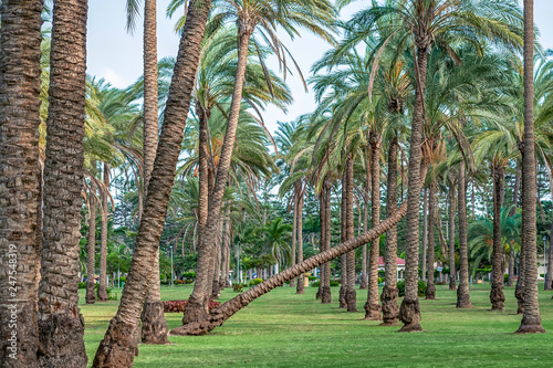 Fully planted palm trees grow evenly along the corridors in Montesa National Park in Alexandria photo