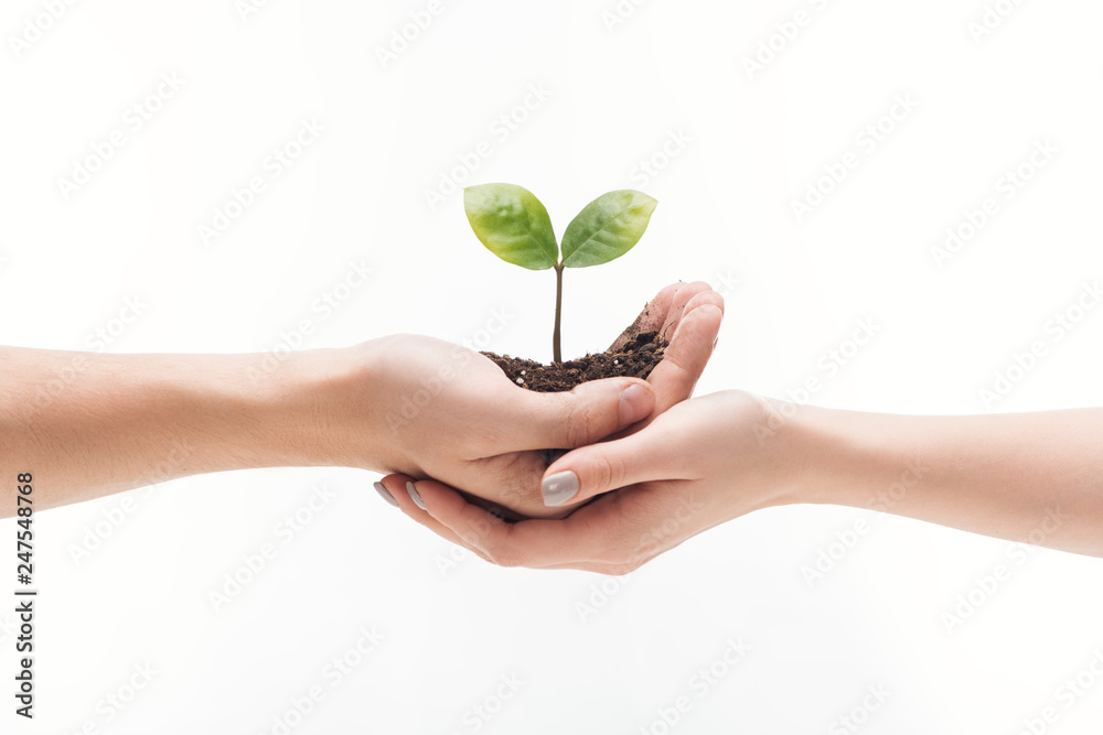 cropped view of couple holding ground with green plant in hands isolated on white cropped view of couple holding ground with green plant in hands isolated on white