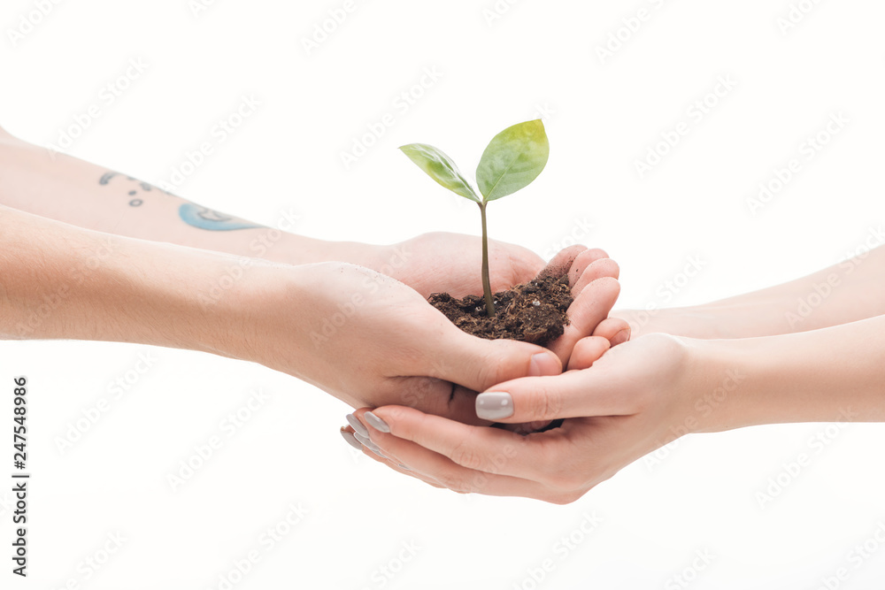 cropped view of couple holding ground with small plant in hands isolated on white cropped view of couple holding ground with small plant in hands isolated on white