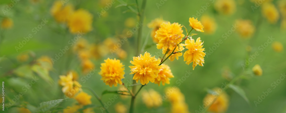 Japanese rose - Kerria japonica Japanese rose - Kerria japonica