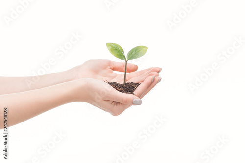 cropped view of female hands holding ground with green plant isolated on white