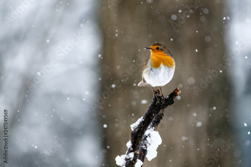 Pettirosso sotto la neve © scabrn