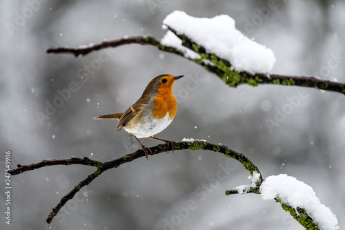 Pettirosso sotto la neve © scabrn