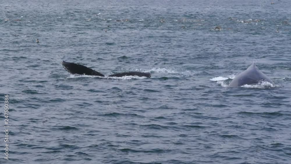 Two humpback whales diving at Monterey Bay, California, USA Two humpback whales diving at Monterey Bay, California, USA