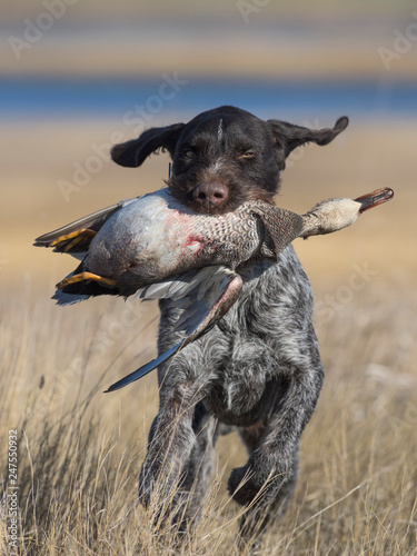A hunting dog with a duck