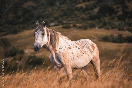 wild horses freely live on the mountain