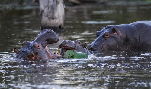 African Hippopotamus, South Africa, in forest environment
