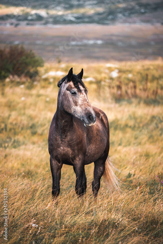 wild horses freely live on the mountain
