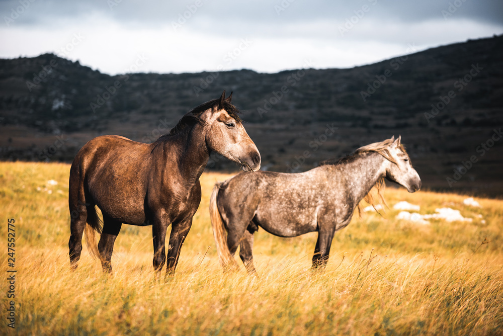 wild horses freely live on the mountain wild horses freely live on the mountain
