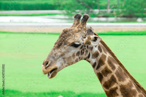 Close up portrait of giraffe