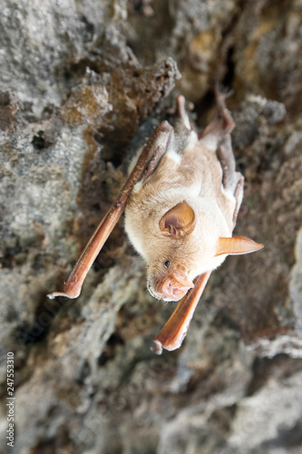 vampire bat are sleeping in the cave hanging on the ceiling period