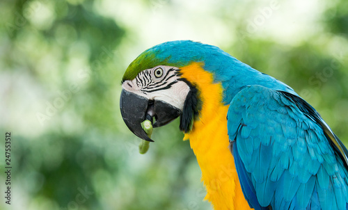 parrot bird sitting on the perch