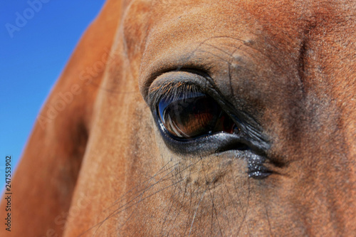 Close-up brown horse eye
