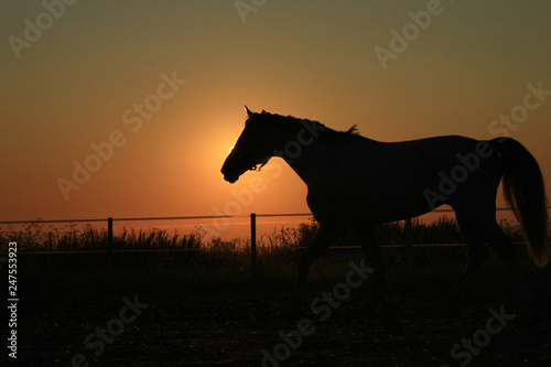 Horse silhouette at sunrise in the field © yanakoroleva27