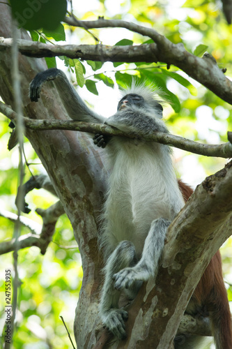 Red colobus Piliocolobus kirki monkey on the deposed wood , Jozani forest, Zanzibar, Tanzania photo