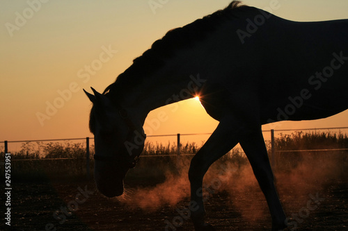 Horse silhouette at sunrise in the field