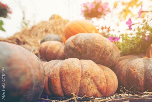 A giant pumpkin sits on the...