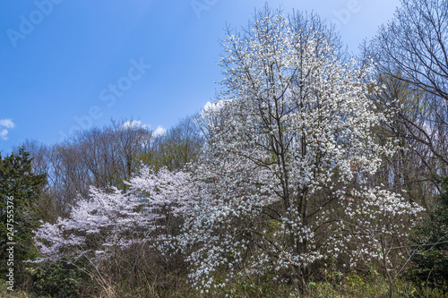 里山の桜 © 摩訶不思議