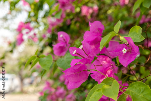 Wallpaper Mural Pink bougainvillea flowers Torontodigital.ca