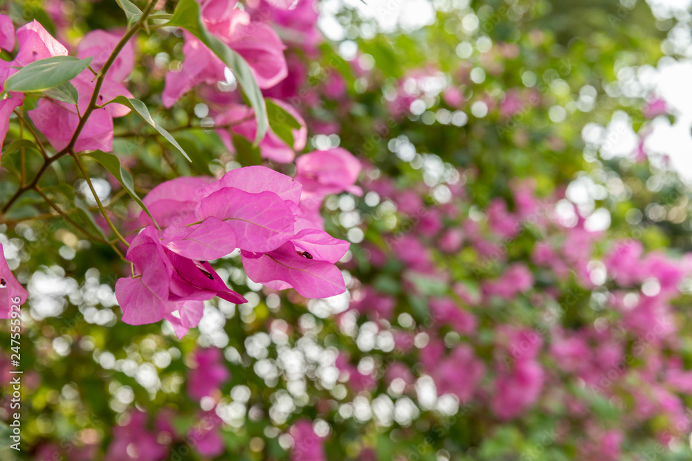Naklejka premium Pink bougainvillea flowers