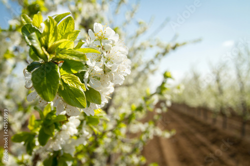 Blooming cherry garden. Industrial plantings. Perspective image.