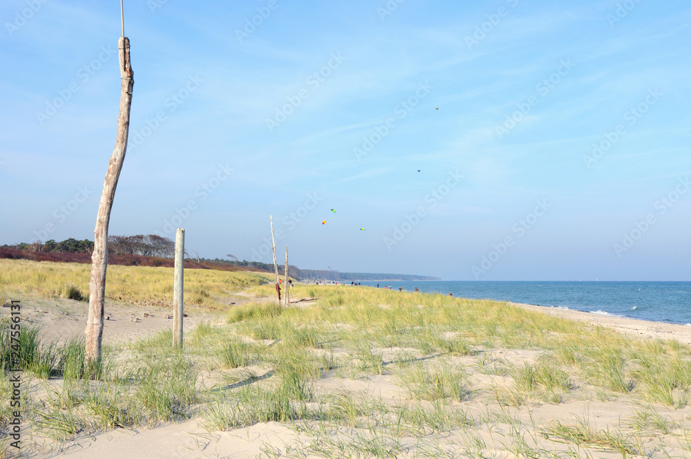 Darss Fischland peninsula at Baltic sea (Germany). beach landscape with dunes reed and waves.