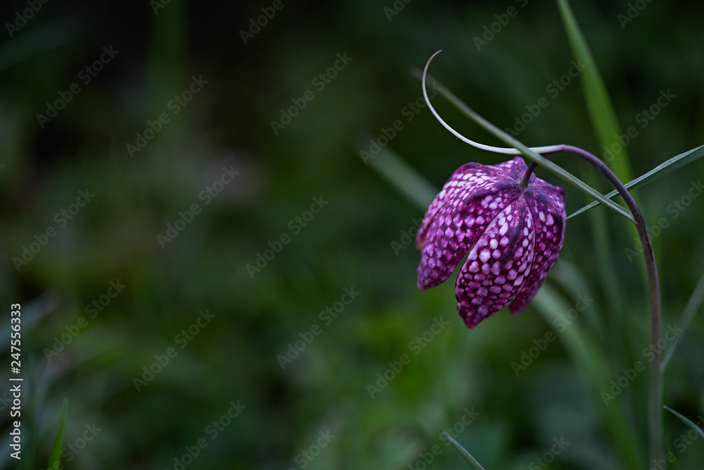 Blume Blume