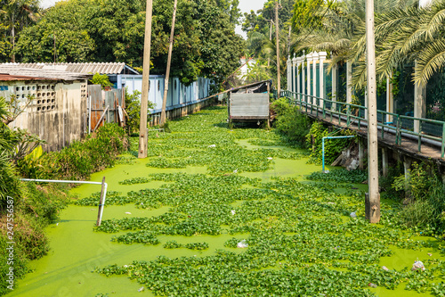 Canals filled with weeds