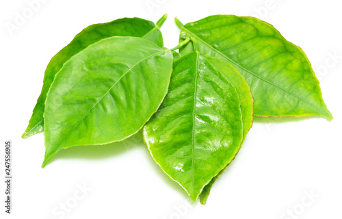 green leaf branch on white background
