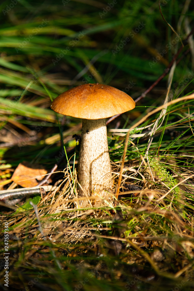 mushrooms in the forest nature, landscape mushrooms in the forest nature, landscape